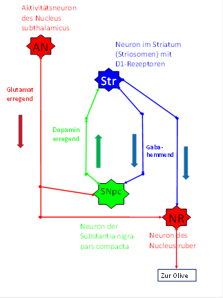 Periodische Hemmung der Mittelwert-Kletterfasersignale durch das Striatum