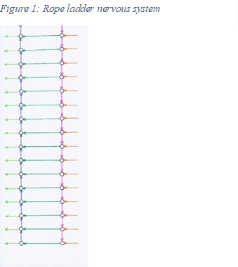 Figure 1: Rope ladder nervous system 