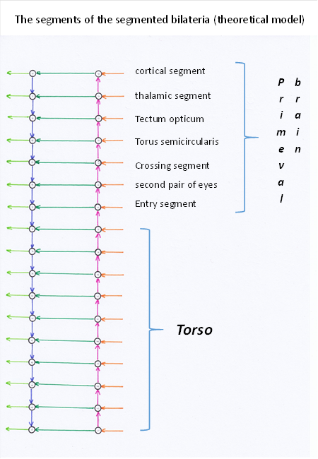 Theoretical model of the nervous system