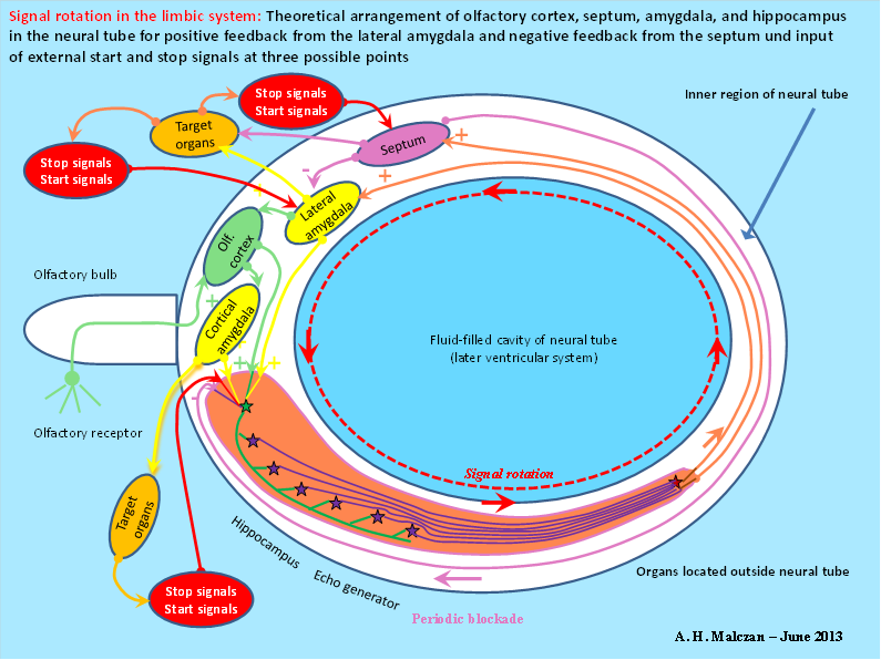 Principle of signal rotation in the limbic system according to A. Malczan, 2013