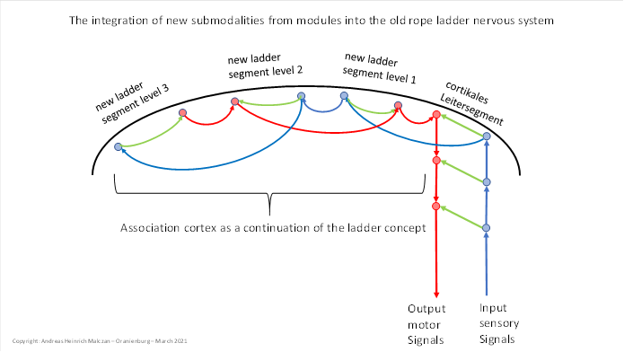 The integration of new submodalities into the old rope ladder nervous system