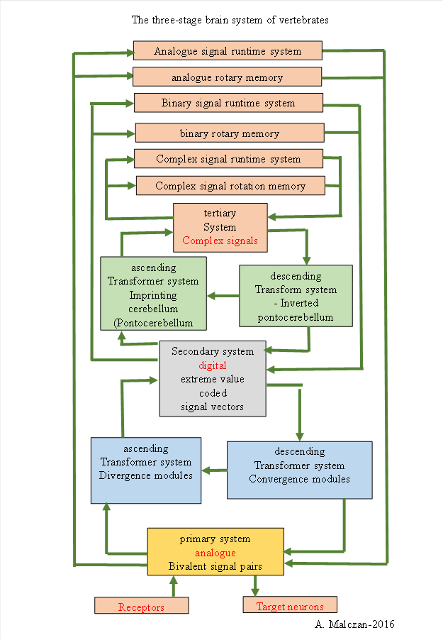 The three subsystems of the brain: primary, secondary and tertiary system 