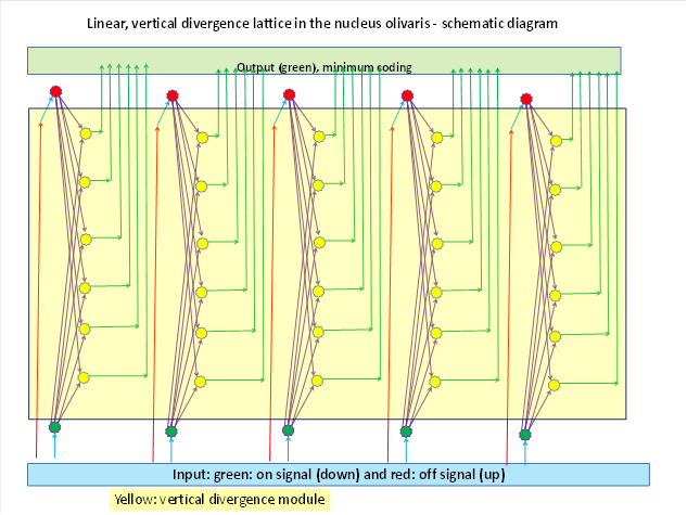 Linear, vertical divergence lattice in the nucleus olivaris - schemetic diagramm