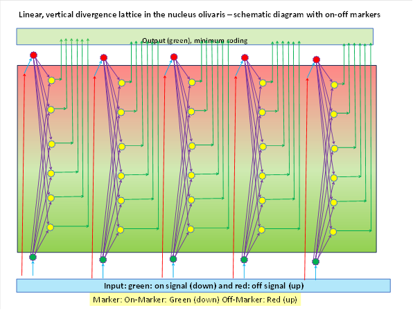 Linear, vertical divergence lattice in the nucleus olivaris - schemetic diagramm with on-off markers