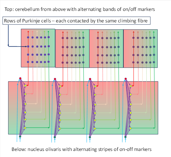 cerebellum froom above with alternating bands fo on/off markers