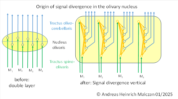 Origin of signal divergence in the olivary nucleus