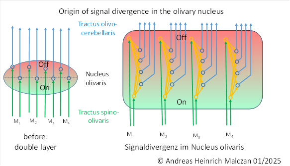 Origin of signal divergence in the olivary nucleus – with on-off markers