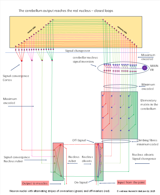 The cerebellum output reaches the nucleus ruber - closed loops