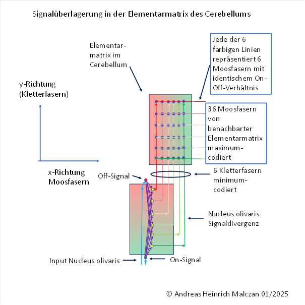 Signal superposition in the elementary matrix of the cerebellum
