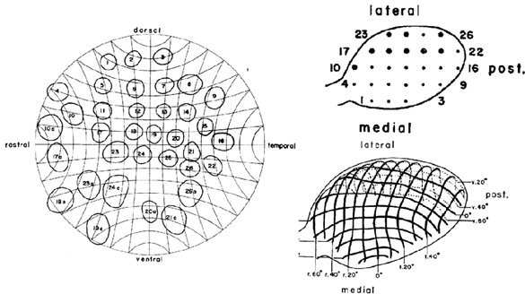 topology of the retina into the sparsely formed layer of the tectum opticum