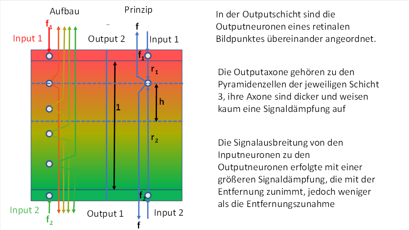 Divergence module for colour vision red-green