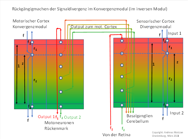 Convergence module for the colour module red-green with vertical signal propagation
