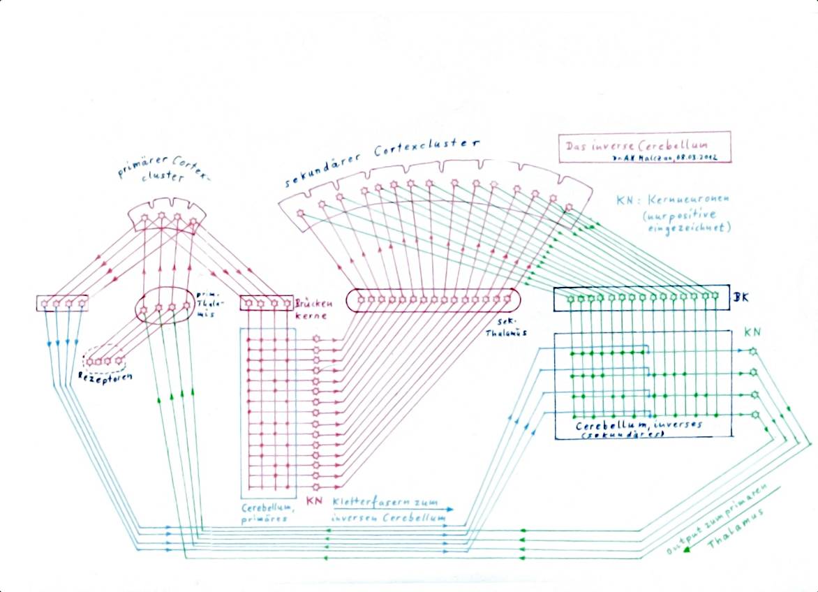 Cerebellum and inverse cerebellum - basic circuitry 